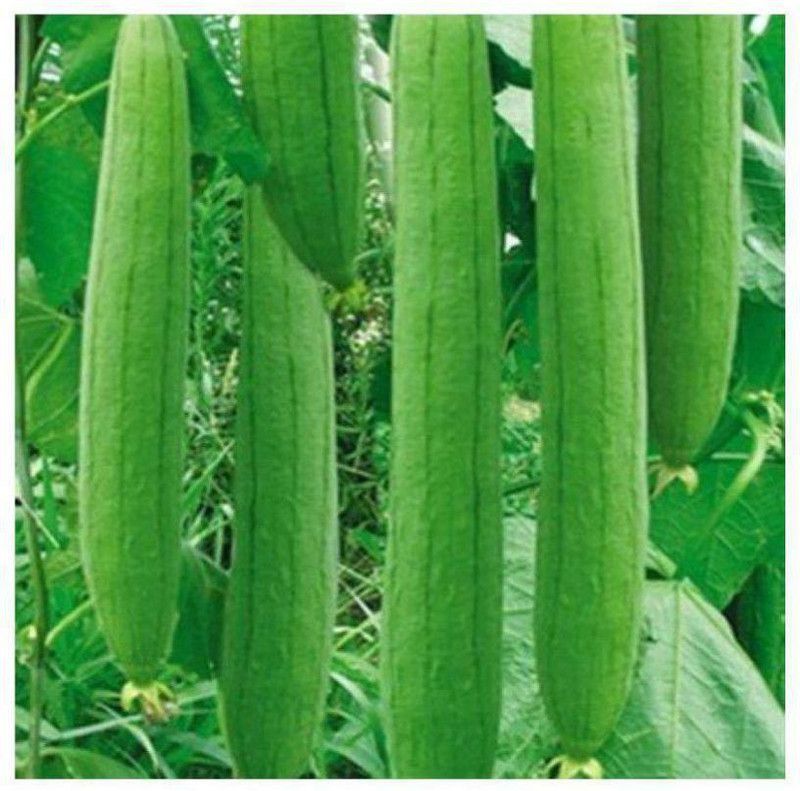 UGRA Long Tori/sponge Gourd Seed  (300 per packet)