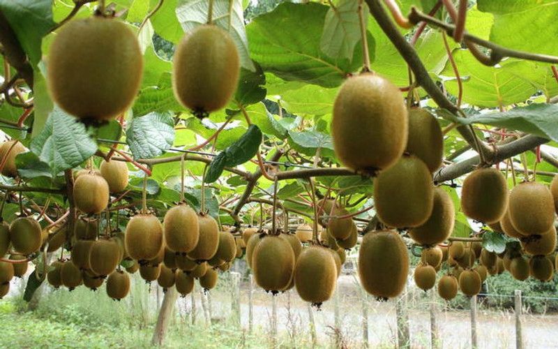 PLANTZON Kiwi Hybrid Fruit Seed  (46 per packet)