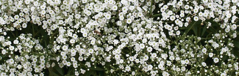PMB Exotic gypsophila Seed  (37 per packet)