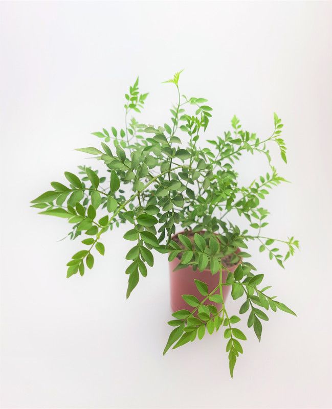 HN Organics Jasmine Plant  (Pack of 1)