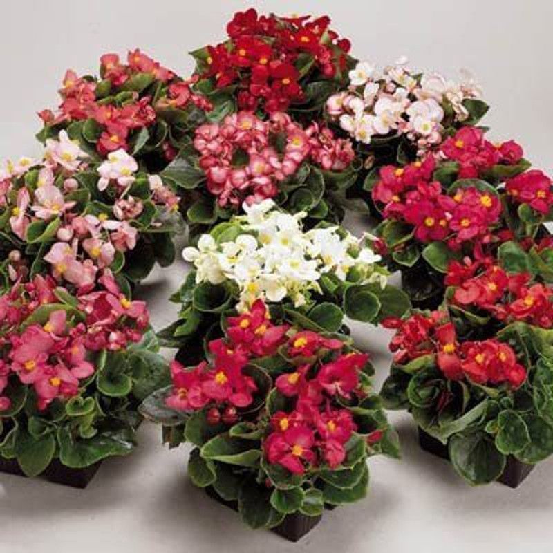 CYBEXIS Begonia Seeds - Ambassador Mix Seeds Seed  (25 per packet)
