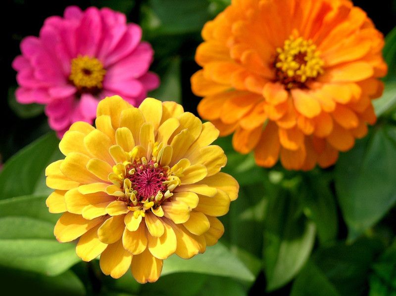 Paudha Zinnia Hybrid Flower Seed  (42 per packet)