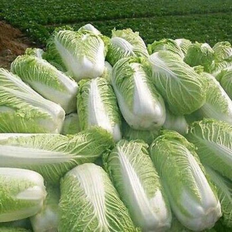 XOLDA Chinese Cabbage Seed  (25 per packet)