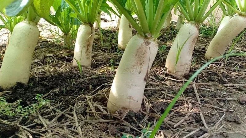 VINTI Minowase | Organic Asian Radish Seed  (2500 per packet)