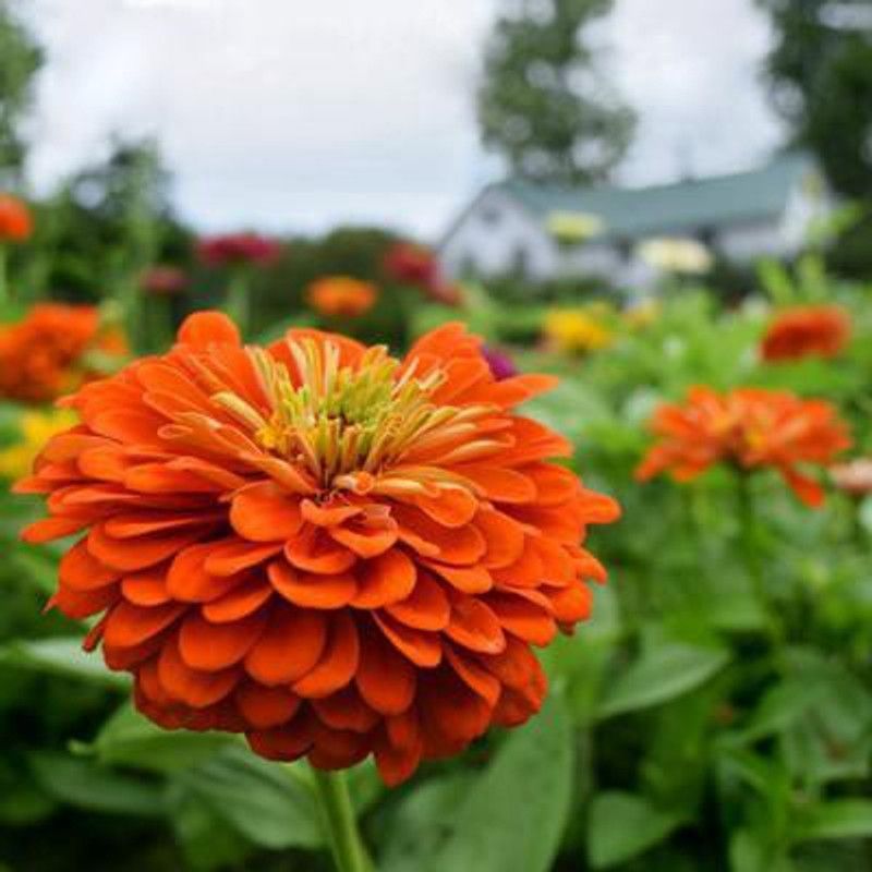 Paudha Zinnia Orange Seed  (31 per packet)