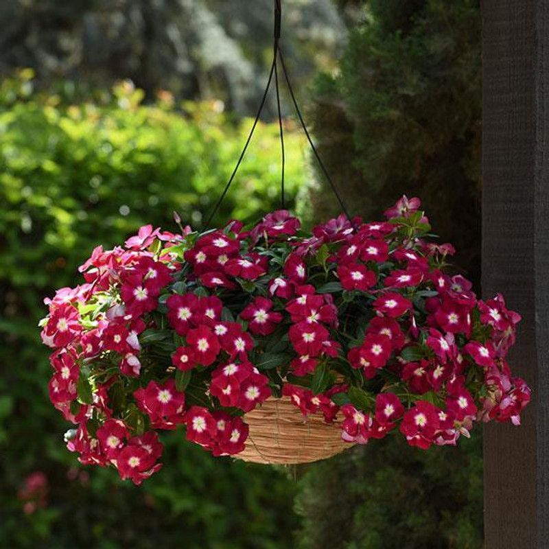 Paudha Vinca Dwarf Mix Seed  (34 per packet)