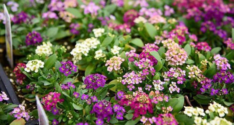 Paudha Sweet Alyssum Seed  (27 per packet)