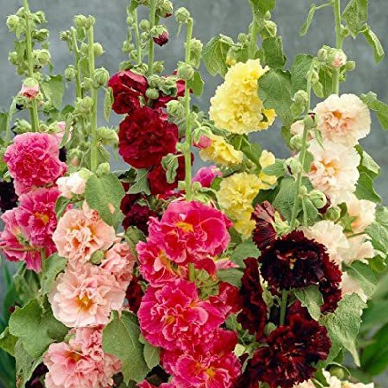Mozette Holly hock mix Seed  (71 per packet)