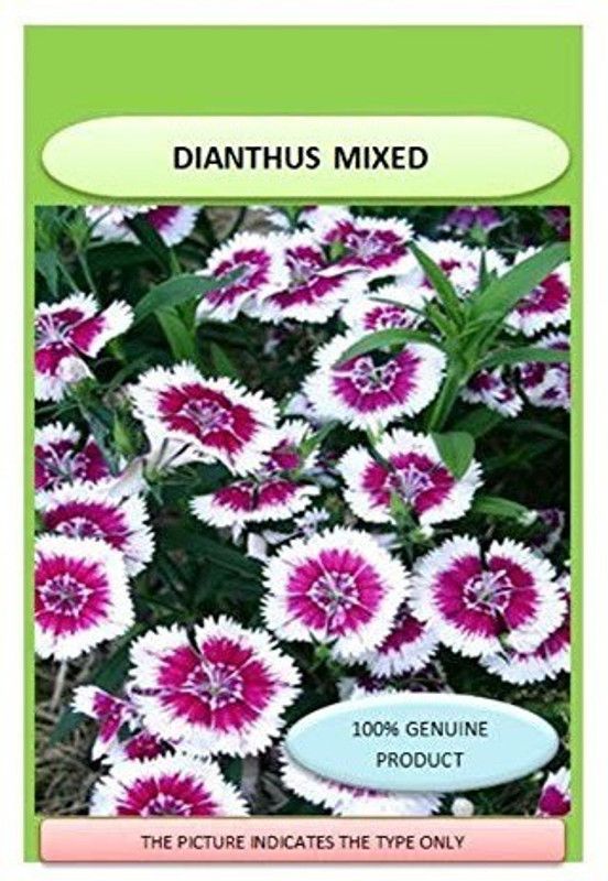 CYBEXIS Dianthus Spring Beauty Seeds Seed  (50 per packet)