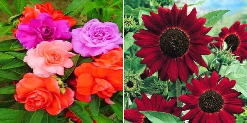 xcentax BALSAM DOUBLE MIXED & sunflower red Seed  (20 per packet)