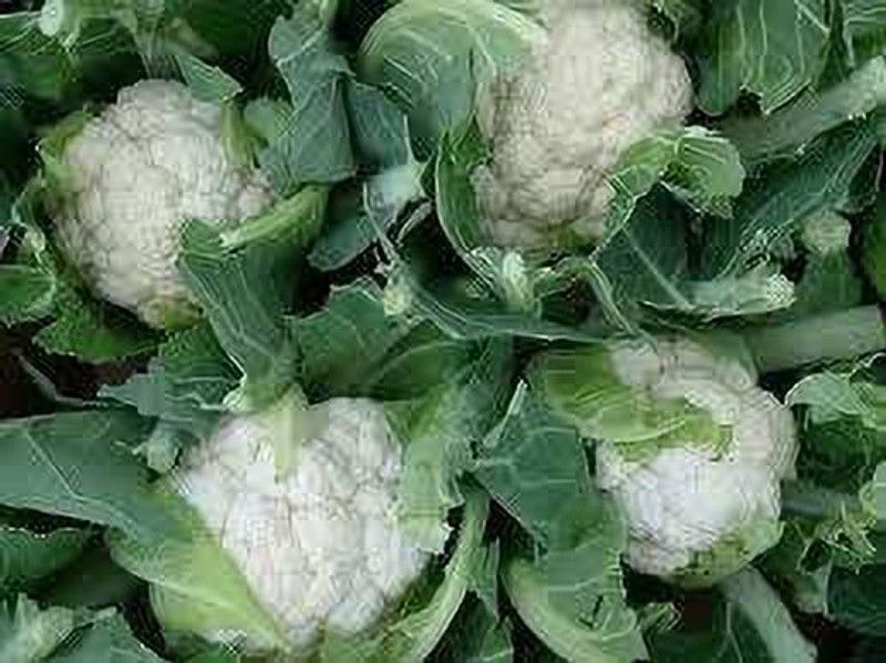 KANAYA Hybrid Phool Gobi Seed  (100 per packet)