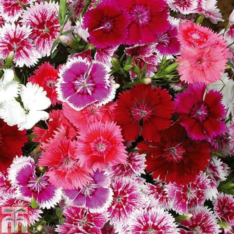 Mozette Diantnus Seed  (101 per packet)