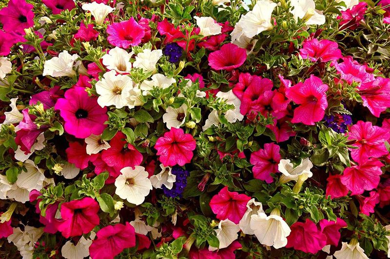CYBEXIS Indian Gardening Petunia Flower Seeds Seed  (50 per packet)