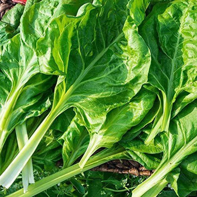 VibeX ® LXI-133 Perpetual Spinach Seeds (Swiss Chard) Seed  (500 per packet)