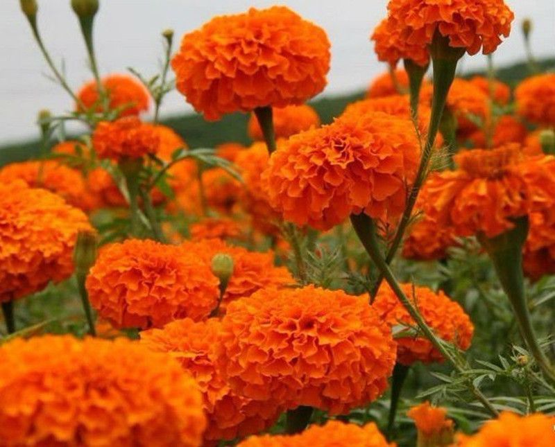 Mozette Marigold red flower Seed  (38 per packet)