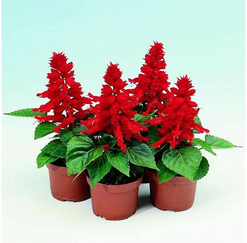 CYBEXIS Flower Seeds Salvia Mixed Color | F1 Hybrid Flower | Seeds For Home Garden Seed  (50 per packet)