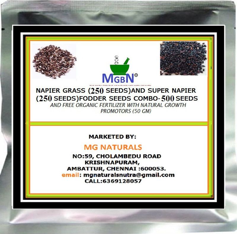 MGBN NAPIER GRASS (250 SEED) AND SUPER NAPIER (250 SEED)FODDER SEEDS COMBO- 500 SEED AND FREE ORGANIC FERTILIZER WITH NATURAL GROWTH PROMOTORS (50 GM) Seed  (500 per packet)
