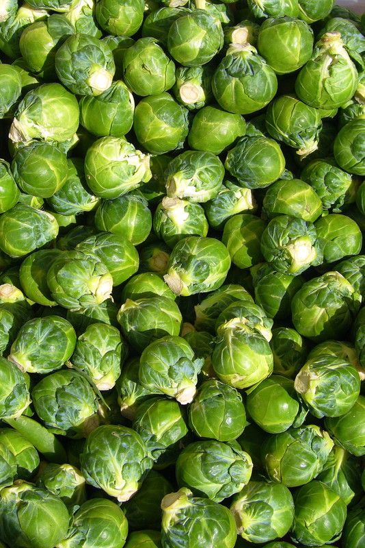Paudha Brussels Sprout Seed  (31 per packet)