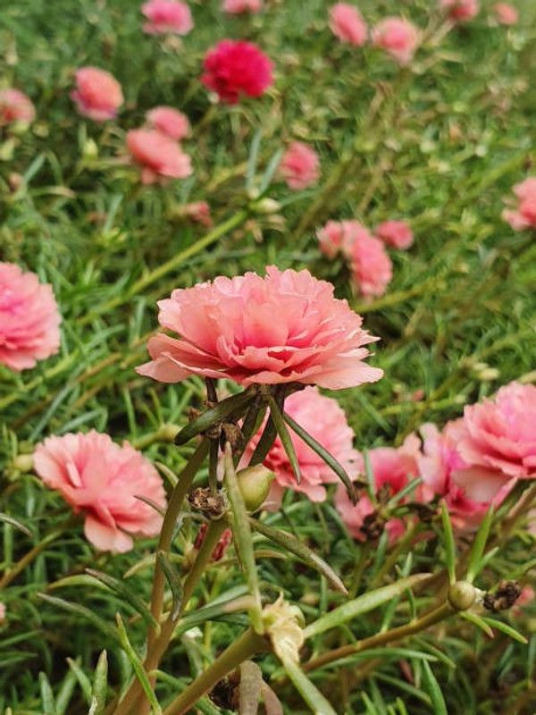 ZOTIKOS Portulaca Seed  (50 per packet)