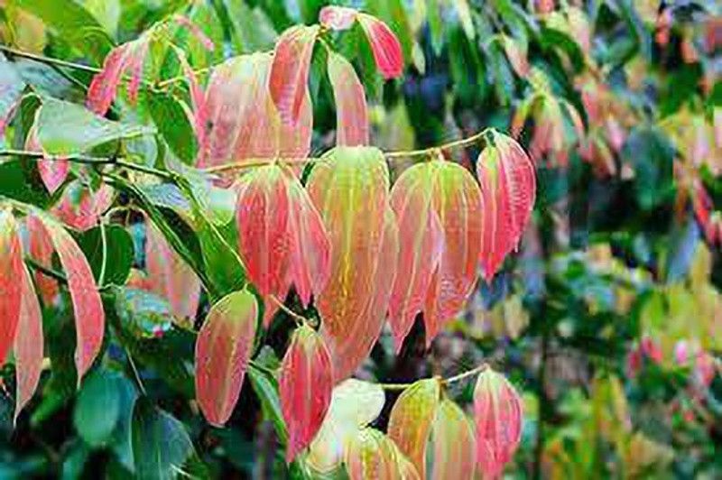 YADRA Cinnamon Plant  (Hybrid, Pack of 1)