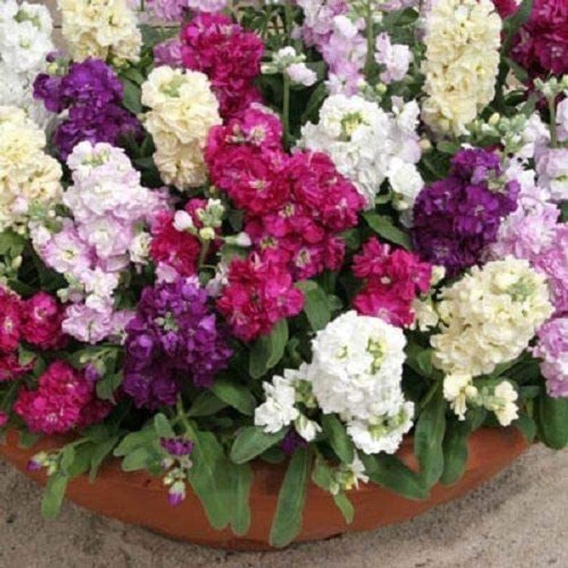 CYBEXIS Cinderella Mix Stock Flower Seeds/Scented Annual Seed  (1 g)