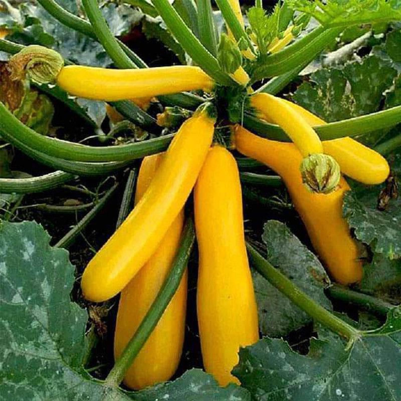 VibeX Squash Golden Yellow - Vegetable Seeds Seed  (1 per packet)