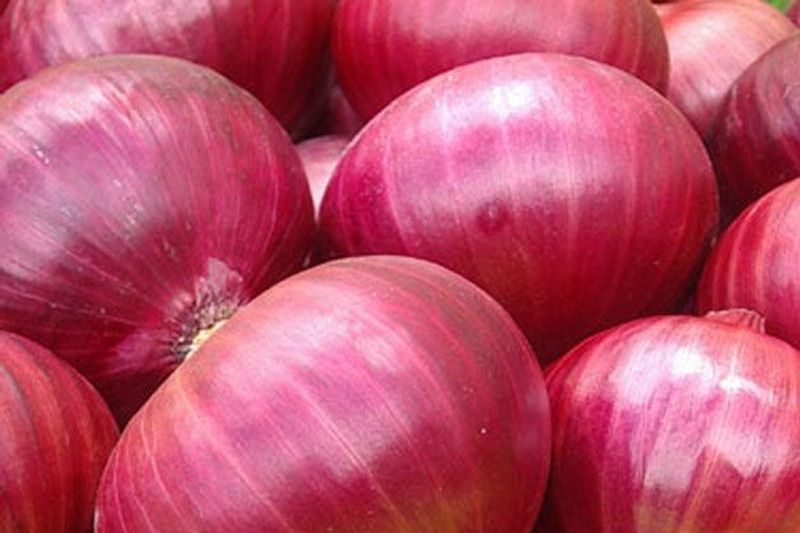 XOLDA Onian Seed  (38 per packet)