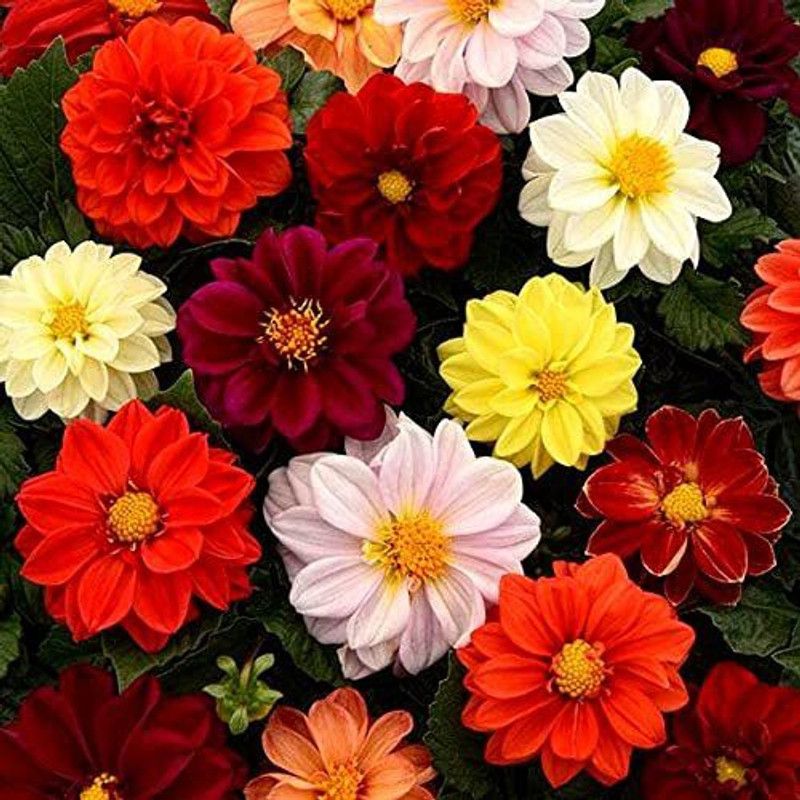 CYBEXIS Premium Hybrid Dahlia Figaro Mixed Seeds Seed  (50 per packet)