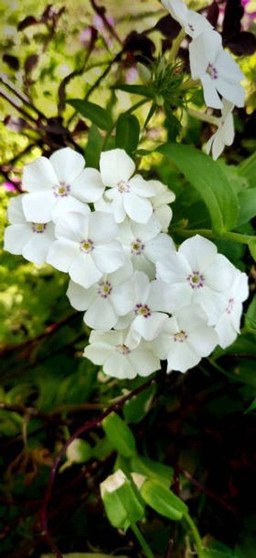 sporos Garden Phlox Mixed Hybrid Flower Seed  (30 per packet)