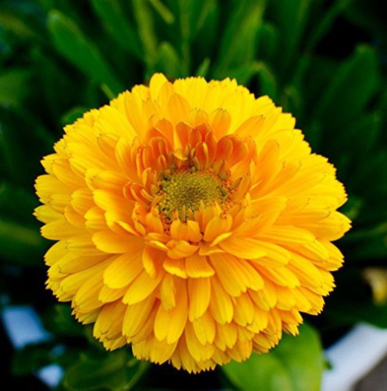 SONIRO marigold flower Seed  (165 per packet)