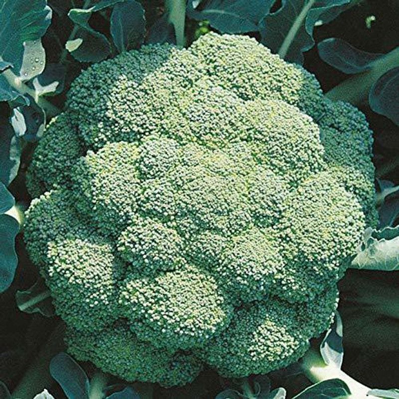 Qualtivate ® Fast grow Broccoli seeds chinese variety F1 hybrid vegetable Seed  (25 per packet)