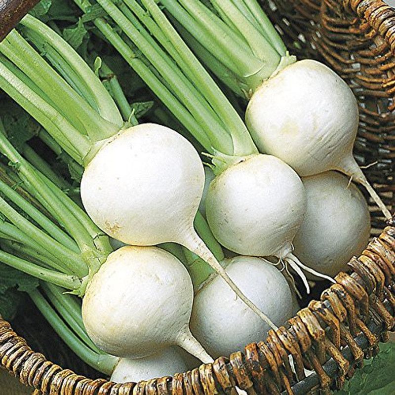 Nodoc Turmp white Seed  (93 per packet)