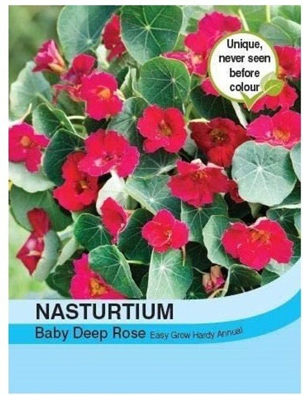 CYBEXIS Nasturtium Baby Deep Rose Seed  (50 per packet)