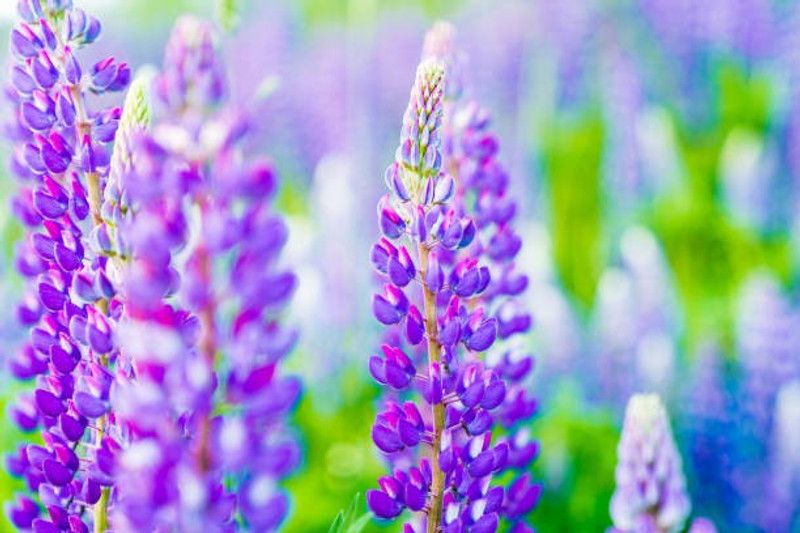 Splorias Lupine Flower Seed  (25 per packet)
