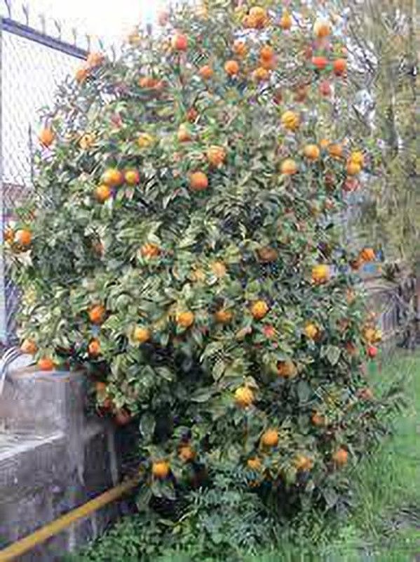 Angel Orange Plant  (Hybrid, Pack of 1)