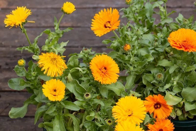 Lippy Organic Calendula Flower Seed  (70 per packet)