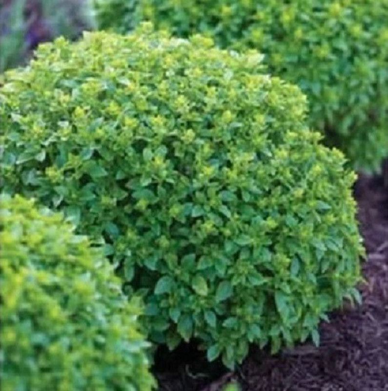 VibeX ® RXI-8 Boxwood Basil Seeds Seed  (1000 per packet)