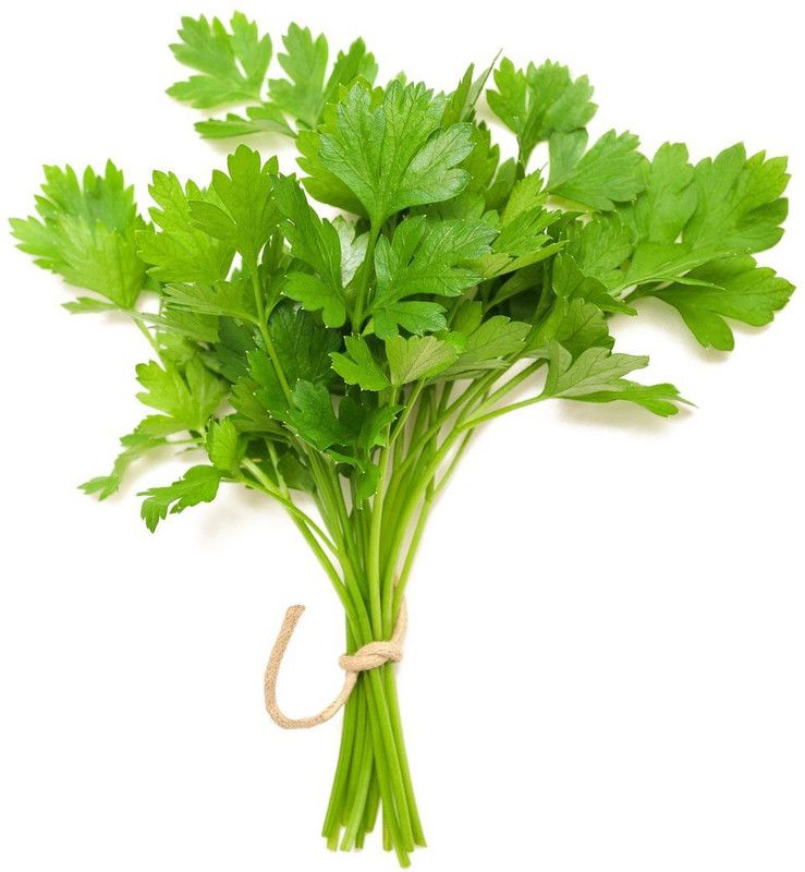 Nodoc Coriander Seed  (35 per packet)