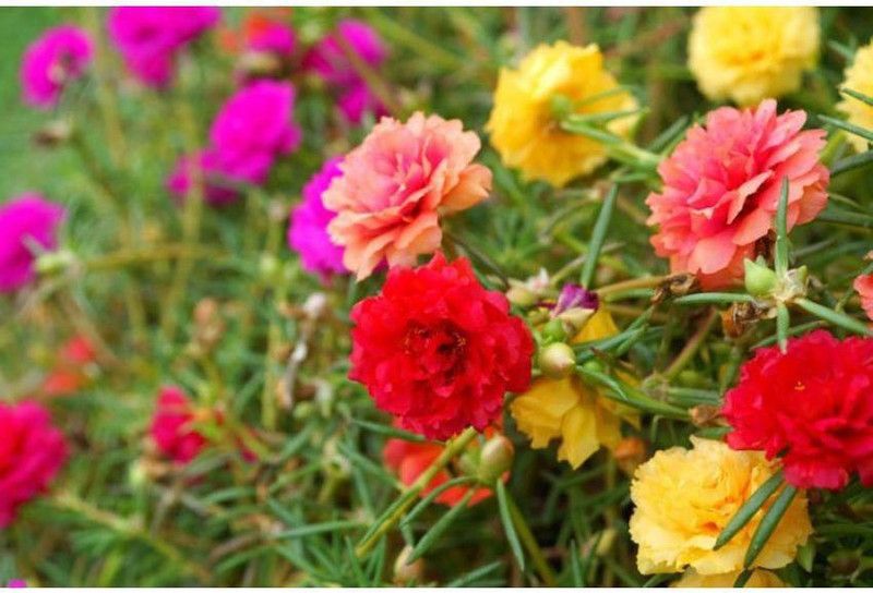 OhhSome Flower Seeds : Nonia Best Hanging Flower Seeds Flower Greenhouse Home Garden Plant Seeds Eco Pack Garden Plant Seeds Seed  (20 per packet)