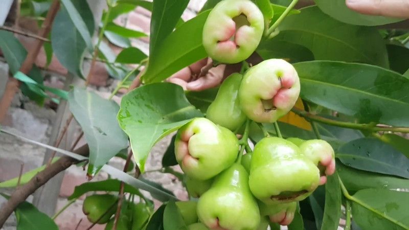 AloGardening Jamun Plant  (Hybrid, Pack of 1)