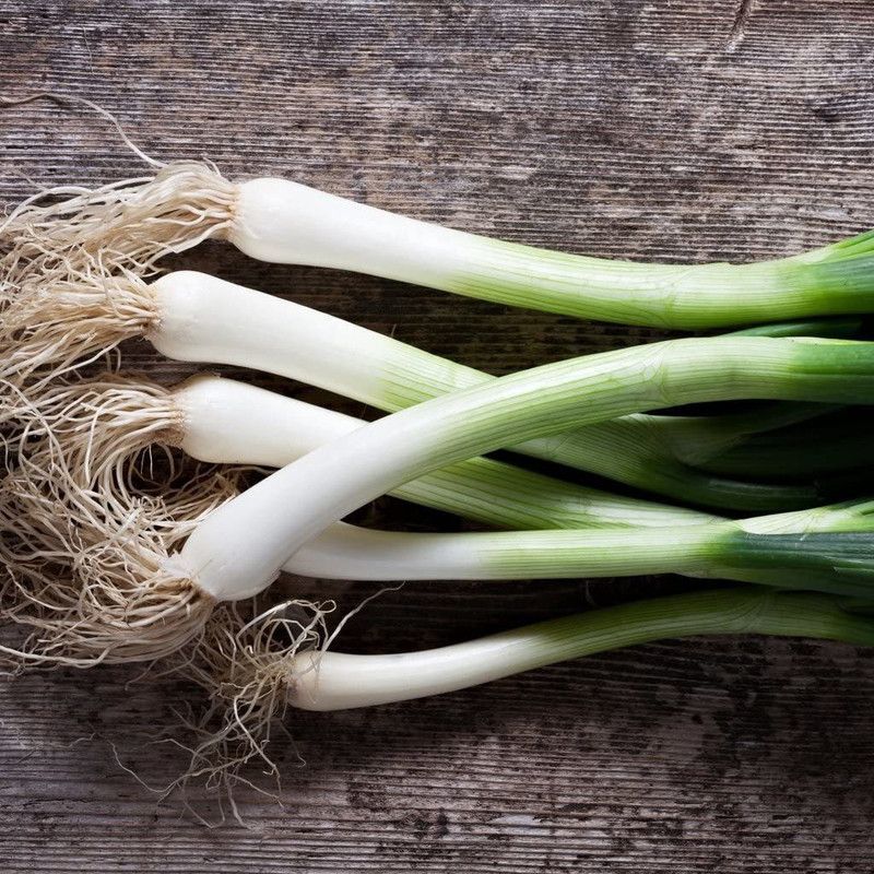 WILLVINE White Lisbon Salad Onion Seed  (1000 per packet)