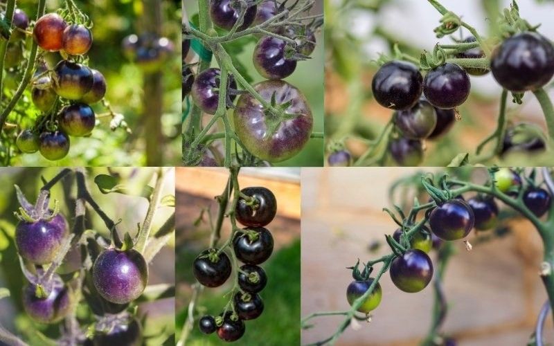 VibeX ® VMR-1120 Antioxidant-Rich Purple Tomato Seed  (200 per packet)