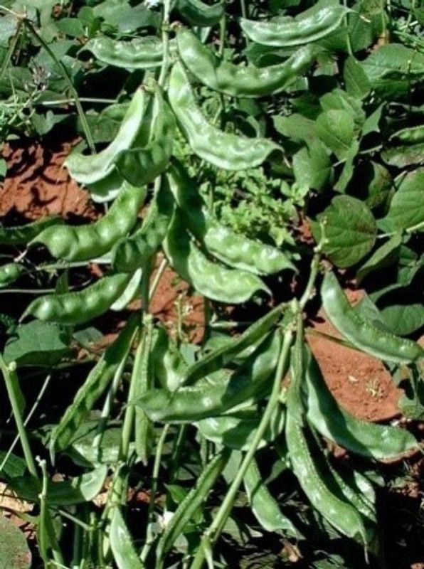 Paudha Dolichos Seed  (60 per packet)