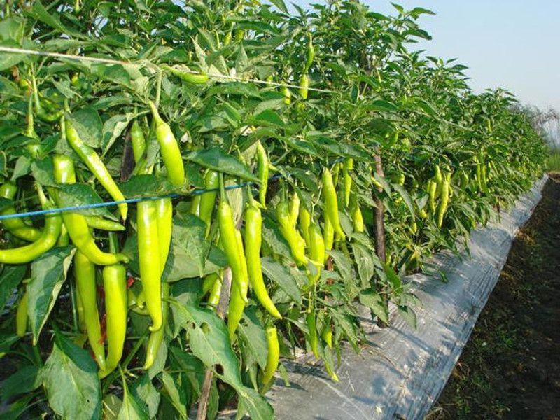Natural Nursery Mirch/Chilli Plant  (Hybrid, Pack of 1)