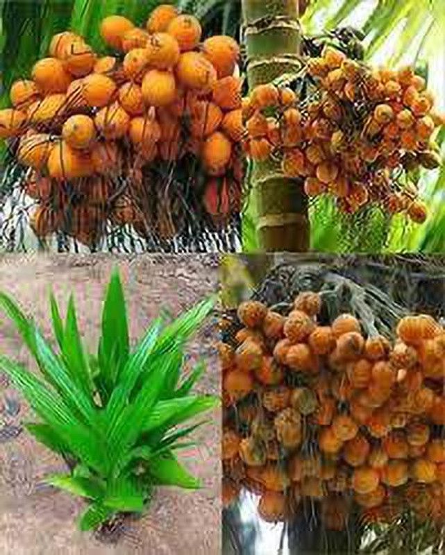 MARINE TREE Betel Nut/Supari Plant  (Hybrid, Pack of 1)