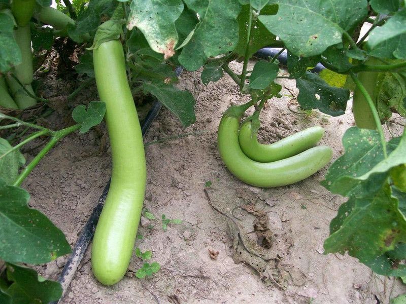 KANAYA Brinjal Seed  (120 per packet)