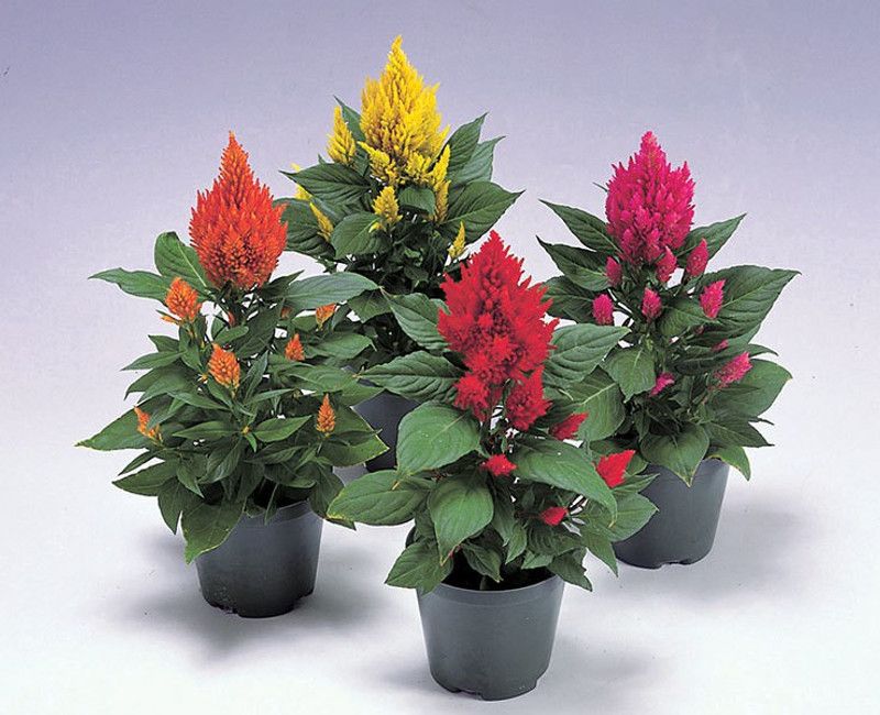 ZIXA Celosia Castle Flower Seed  (200 per packet)