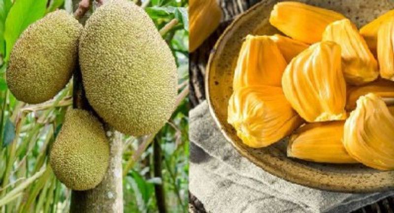 MARINE TREE Jack Fruit Plant  (Hybrid, Pack of 1)