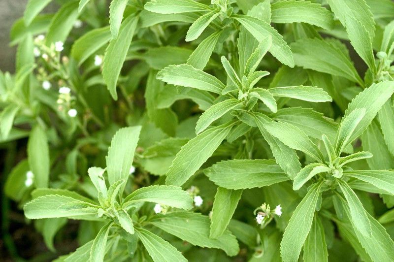 XOLDA Hybrid Stevia sweet leaves Seed  (74 per packet)