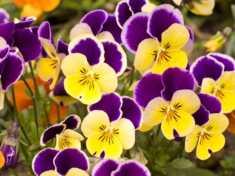 Mozette Pancy Flower Seed  (32 per packet)
